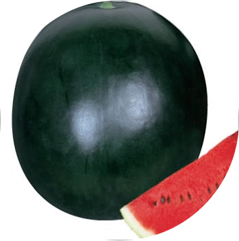 Watermelon F1 - Big Boss 45